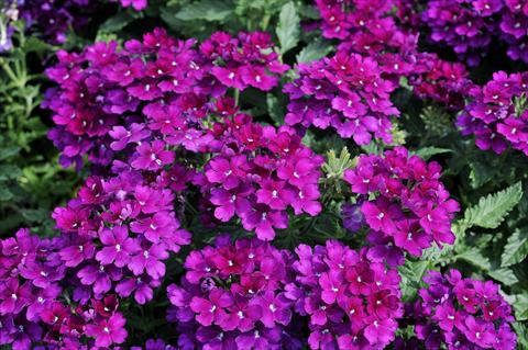 photo of flower to be used as: Pot, patio, basket Verbena Eden® Deep Lilac
