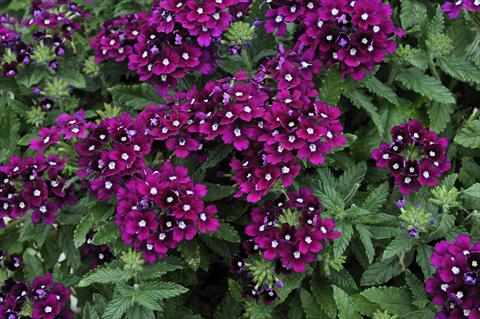 photo of flower to be used as: Pot, patio, basket Verbena Eden® Purple with eye