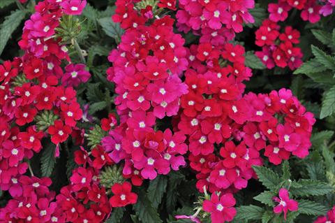 photo of flower to be used as: Pot, patio, basket Verbena Eden® Rose