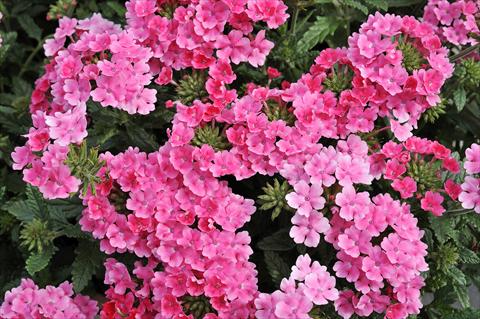 photo of flower to be used as: Pot, patio, basket Verbena Eden® Salmon Rose