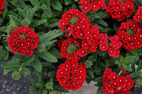 photo of flower to be used as: Pot, patio, basket Verbena Eden® Scarlet