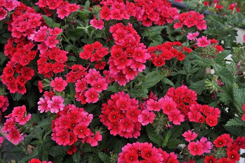 photo of flower to be used as: Pot, patio, basket Verbena Eden® Strawberry