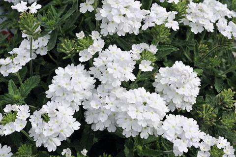 photo of flower to be used as: Pot, patio, basket Verbena Eden® White