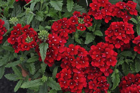 photo of flower to be used as: Pot, patio, basket Verbena Shangri-la® Red