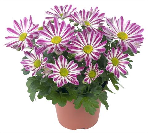 photo of flower to be used as: Pot and bedding Chrysanthemum Rainbow Candy