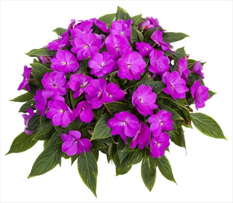 photo of flower to be used as: Pot, bedding, patio, basket Impatiens N. Guinea Tamarinda® Max Lavender
