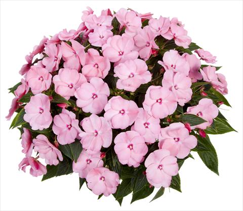 photo of flower to be used as: Pot, bedding, patio, basket Impatiens N. Guinea Tamarinda® Max Sweet Pink