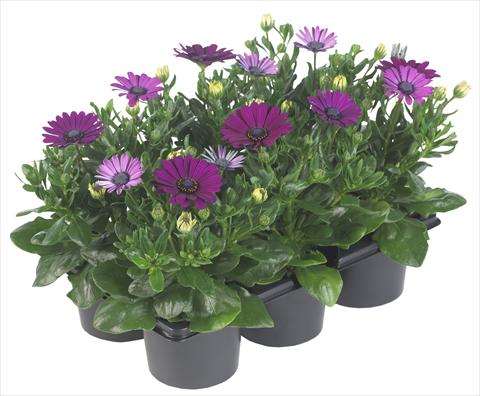 photo of flower to be used as: Pot and bedding Osteospermum Margarita Nano Purple