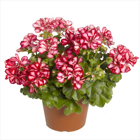 photo of flower to be used as: Basket / Pot Pelargonium peltatum RED FOX Pacific Red Star