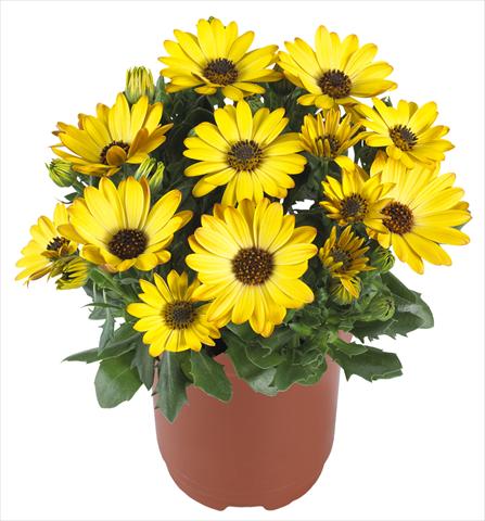 photo of flower to be used as: Pot and bedding Osteospermum Margarita Yellow Improved