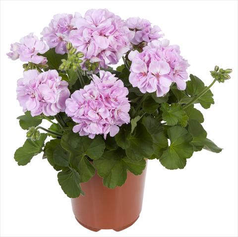 photo of flower to be used as: Patio, pot Pelargonium interspecifico Belcanto