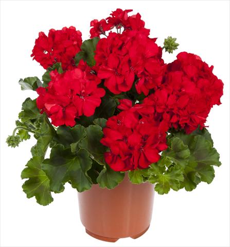 photo of flower to be used as: Patio, pot Pelargonium interspecifico Mambo