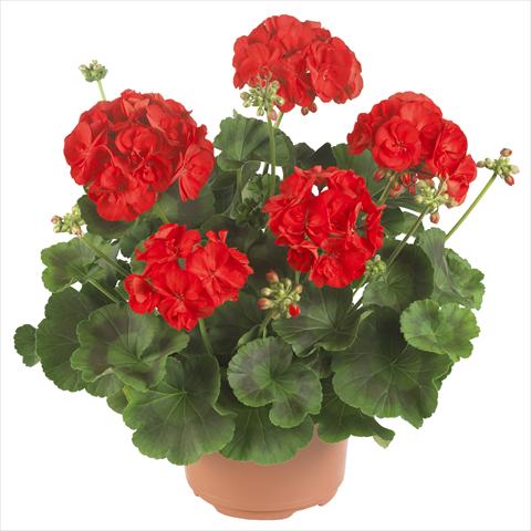 photo of flower to be used as: Pot, bedding, patio Pelargonium zonale Master Idols® Bright Red