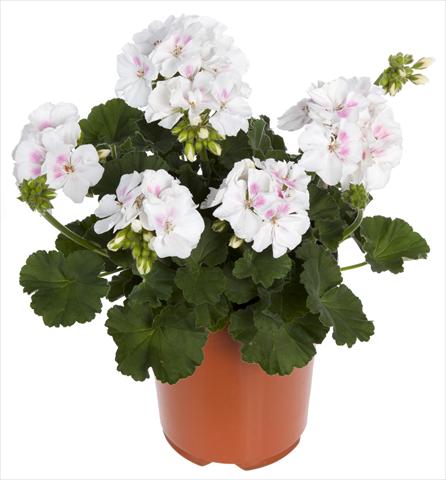 photo of flower to be used as: Pot, bedding, patio Pelargonium zonale Summer Idols® White Blush