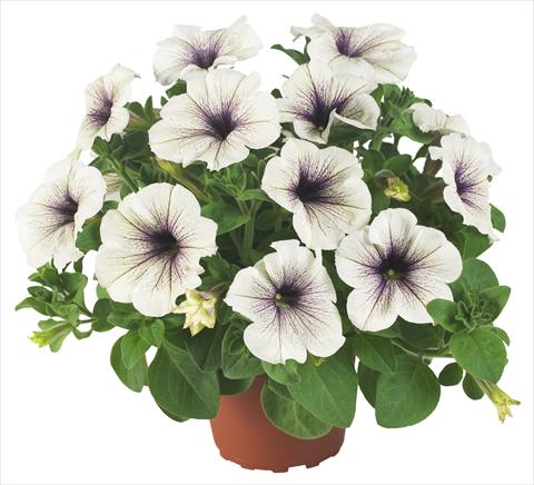 photo of flower to be used as: Pot, bedding, patio, basket Petunia Fortunia® Silver Vein