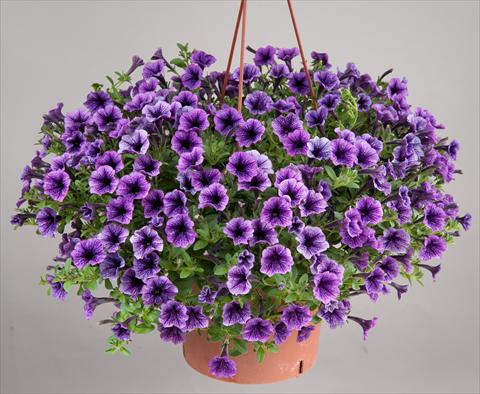 photo of flower to be used as: Pot, patio, basket Petunia mini Perla® Blue Vein