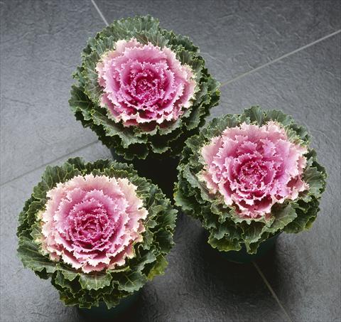 photo of flower to be used as: Pot and bedding Brassica oleracea Songbird Pink