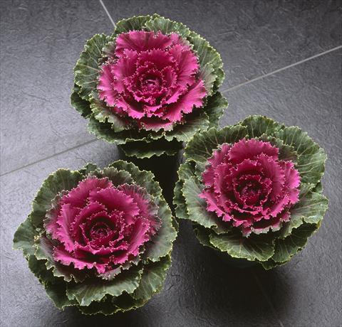 photo of flower to be used as: Pot and bedding Brassica oleracea Songbird Red