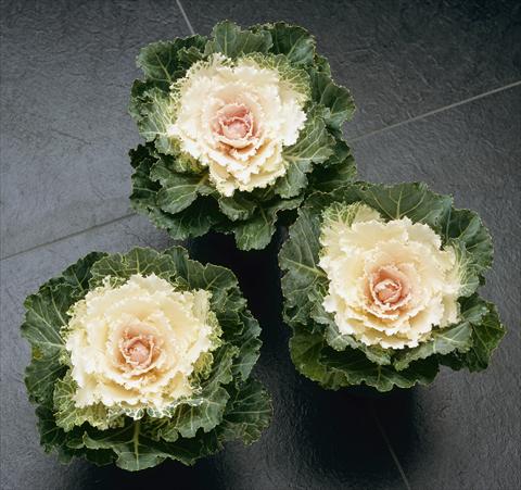 photo of flower to be used as: Pot and bedding Brassica oleracea Songbird White