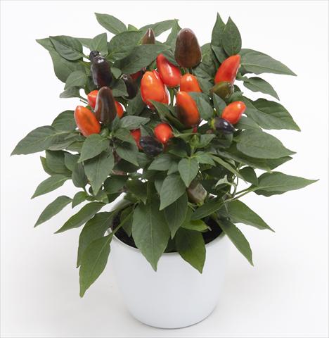 photo of flower to be used as: Pot and bedding Capsicum annuum Cubana Dark Orange