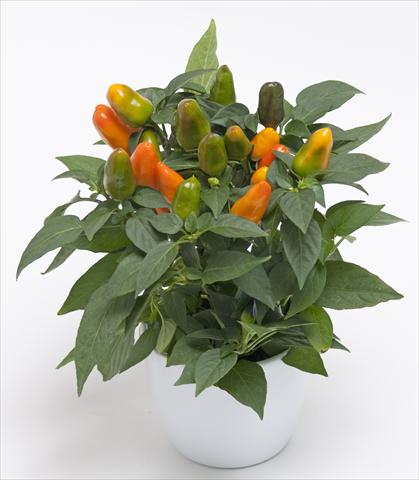 photo of flower to be used as: Pot and bedding Capsicum annuum Cubana Light Orange