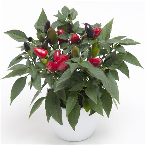 photo of flower to be used as: Pot and bedding Capsicum annuum Cubana Red