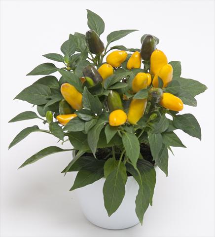 photo of flower to be used as: Pot and bedding Capsicum annuum Cubana Yellow