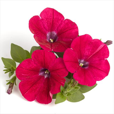 photo of flower to be used as: Basket / Pot Petunia x hybrida RED FOX Surprise Neon