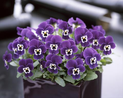 photo of flower to be used as: Pot and bedding Viola cornuta Floral Power Purple face