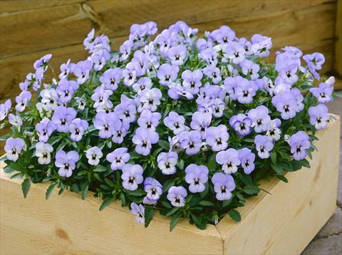 photo of flower to be used as: Pot and bedding Viola cornuta Floral Power Sky Blue Blotch