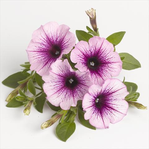 photo of flower to be used as: Basket / Pot Petunia x hybrida RED FOX Sweetunia® Purple Vein
