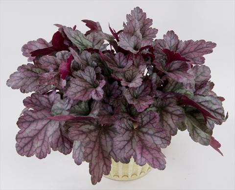 photo of flower to be used as: Pot and bedding Heuchera Kira Purple Rain Forest