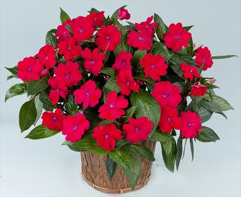 photo of flower to be used as: Pot, bedding, patio, basket Impatiens N. Guinea Sun Harmony® Magenta