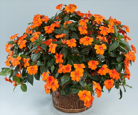 photo of flower to be used as: Pot, bedding, patio, basket Impatiens N. Guinea Sun Harmony® Orange
