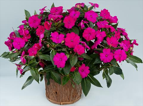 photo of flower to be used as: Pot, bedding, patio, basket Impatiens N. Guinea Sun Harmony® Purple