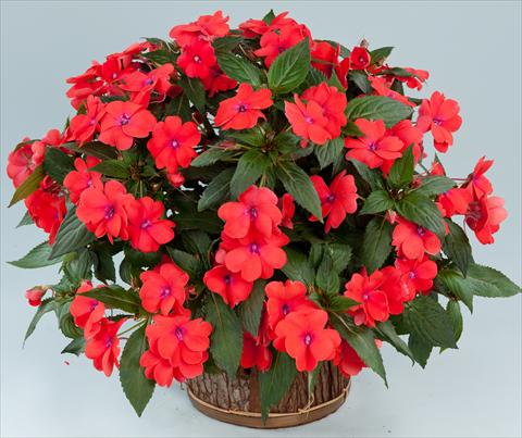 photo of flower to be used as: Pot, bedding, patio, basket Impatiens N. Guinea Sun Harmony® Salmon