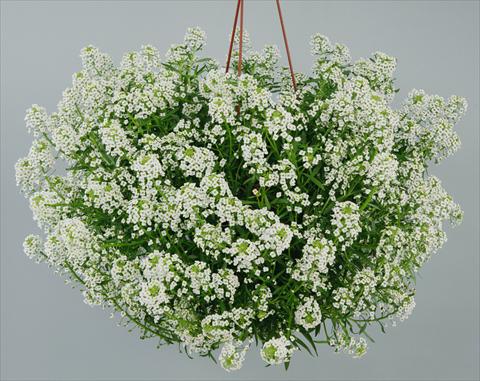 photo of flower to be used as: Pot and bedding Lobularia maritima Silver Stream™