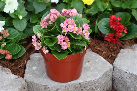 photo of flower to be used as: Bedding pot or basket Begonia Fairyland Pink