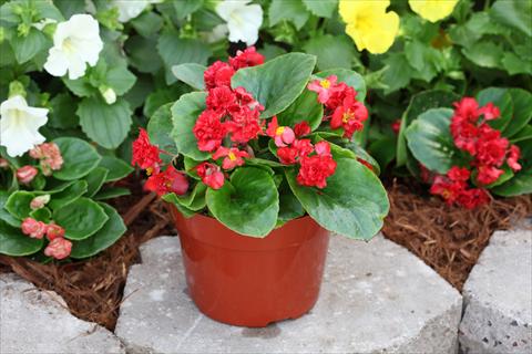 photo of flower to be used as: Bedding pot or basket Begonia Fairyland Red