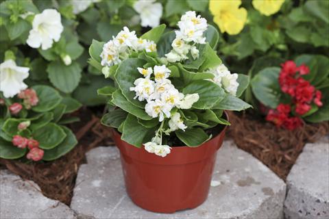photo of flower to be used as: Bedding pot or basket Begonia Fairyland White