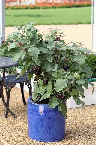 photo of flower to be used as: Pot, bedding, patio Solanum melongena (melanzana) Pot Black
