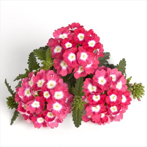 photo of flower to be used as: Pot and bedding Verbena RED FOX Empress Strawberry Charme