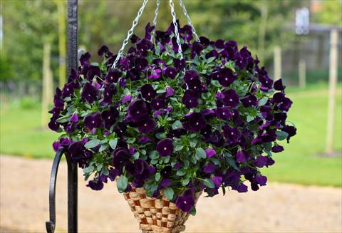 photo of flower to be used as: Pot and bedding Viola cornuta Freefall Deep Violet