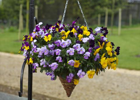 photo of flower to be used as: Pot and bedding Viola cornuta Freefall Mixed