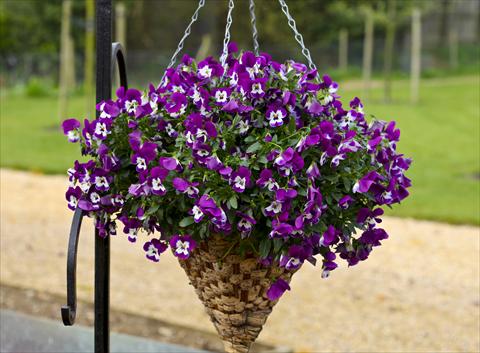 photo of flower to be used as: Pot and bedding Viola cornuta Freefall Purple White Face