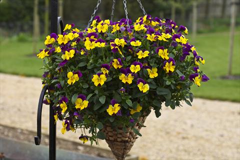 photo of flower to be used as: Pot and bedding Viola cornuta Freefall Purple Wing