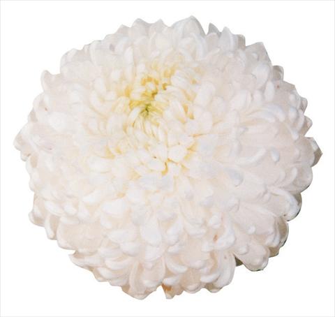 photo of flower to be used as: Cutflower Chrysanthemum Palisade
