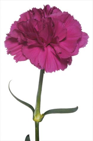 photo of flower to be used as: Cutflower Dianthus caryophyllus Ghirlandaio