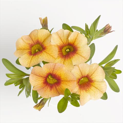 photo of flower to be used as: Basket / Pot Calibrachoa RED FOX Aloha® Tiki Orange