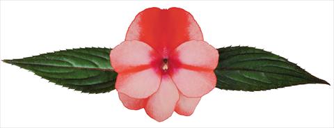 photo of flower to be used as: Pot, bedding, patio, basket Impatiens N. Guinea Galaxy® Flamma